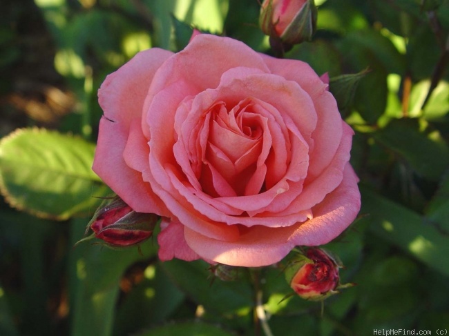 'Deb's Delight' rose photo