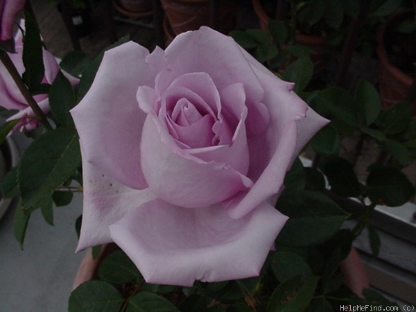 'Blue Moon' rose photo