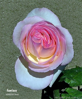 'Fantasy (hybrid tea, Jackson & Perkins, 1992)' rose photo