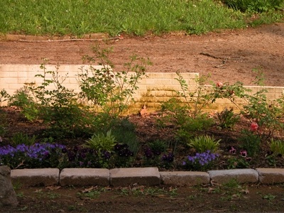 'Susanna's Garden'  photo