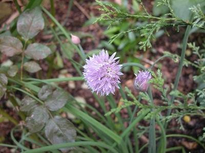 'Susanna's Garden'  photo
