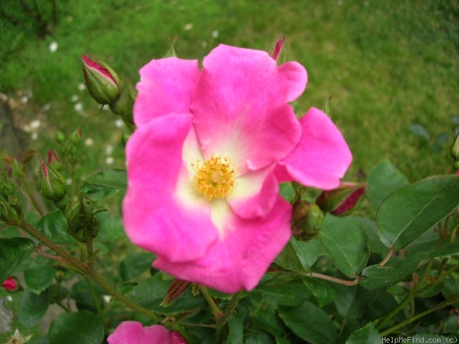 'Nearly Wild' rose photo