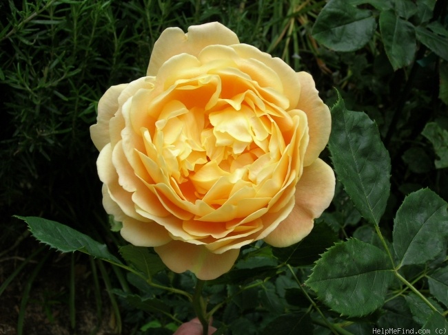 'Golden Celebration ™' rose, click to enlarge 'Golden Celebration ™' rose photo