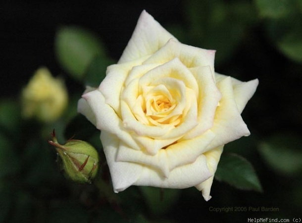 'Lindsay's Rose' rose photo