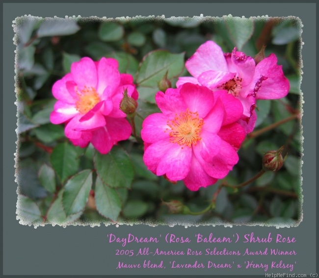 'DayDream ™(shrub, Lim 2004)' rose photo