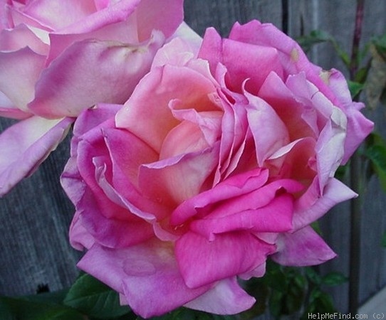 'Chicago Peace' rose photo