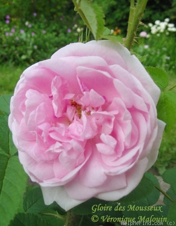 'Gloire Des Mousseux' rose photo
