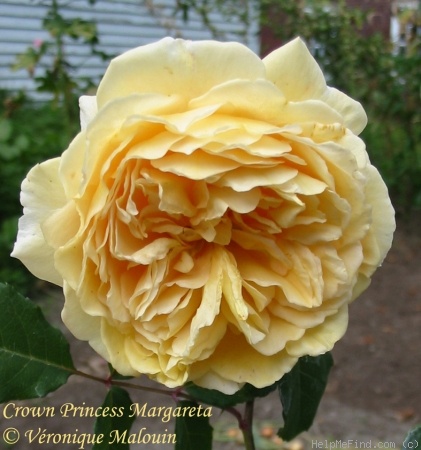 'Crown Princess Margareta ®' rose photo