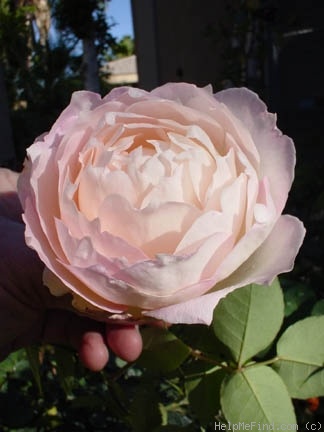'Callista (shrub, Rippetoe, 2005)' rose photo