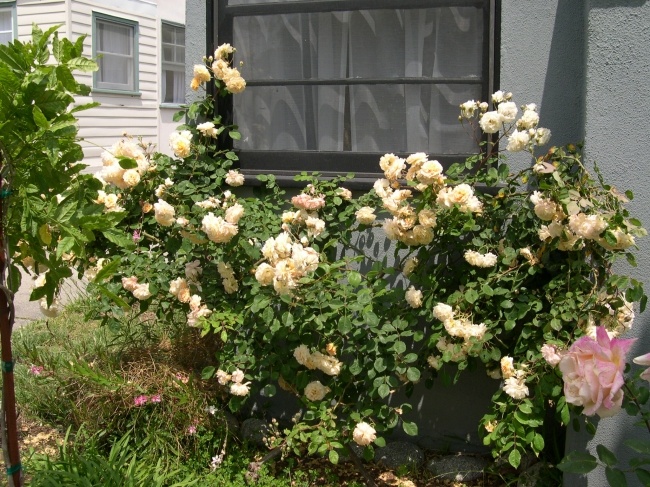 'Gina's Pasadena Roses'  photo