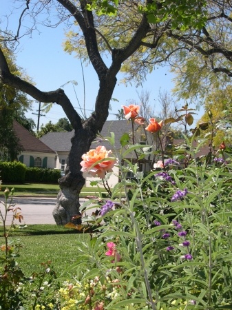 'Gina's Pasadena Roses'  photo