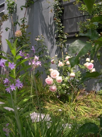 'Gina's Pasadena Roses'  photo