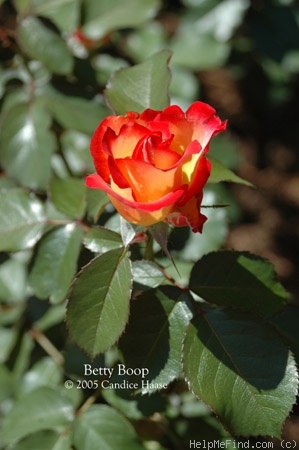 'Betty Boop ™ (Floribunda, Carruth, 1999)' rose photo