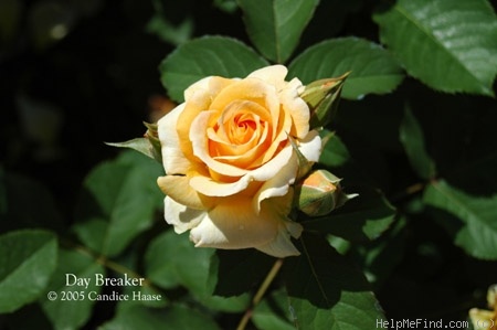 'Day Breaker ™ (floribunda, Fryer 2003)' rose photo