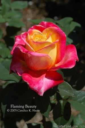 'Flaming Beauty' rose photo