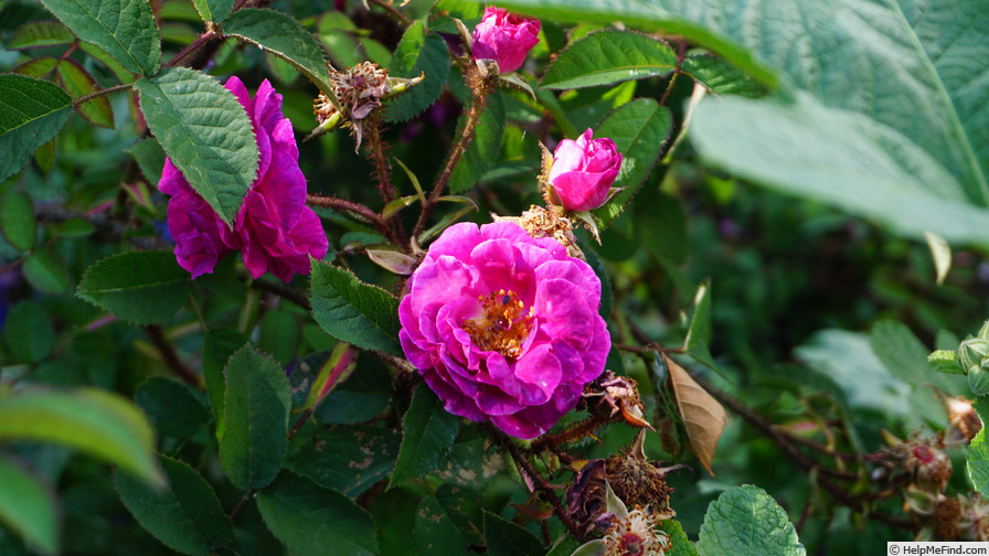 'Célina (moss, Hardy, 1843)' rose photo