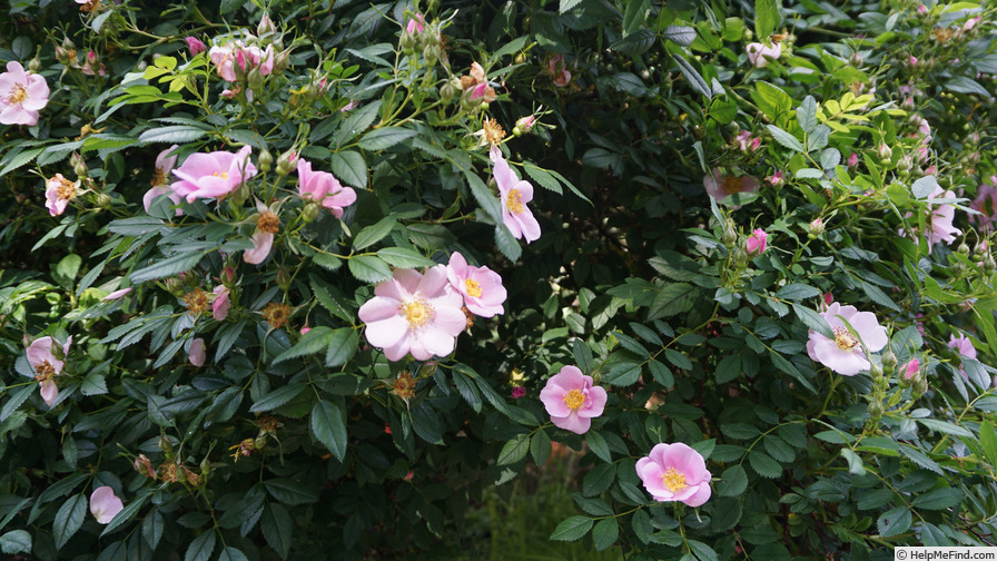 'Pasture Rose' rose photo