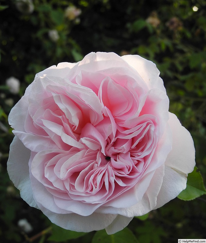 'Malmaison, Cl.' rose photo