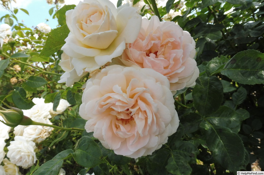 'Mon Jardin et Ma Maison' rose photo