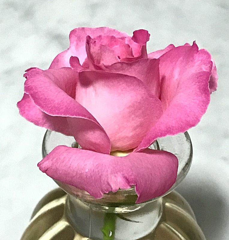 'Admiral Rodney' rose, click to enlarge 'Admiral Rodney' rose photo