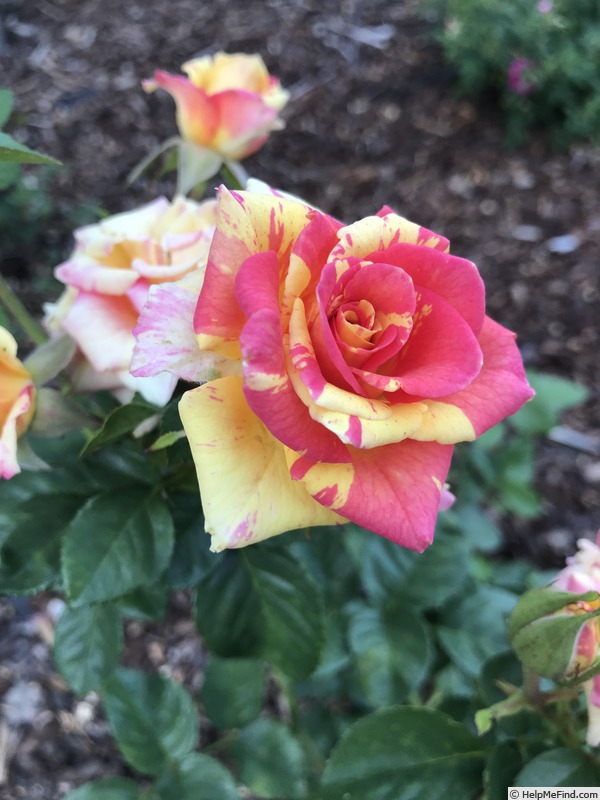 'Swirly Pop' rose photo