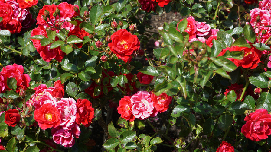 'Fiona ® (shrub, Meilland, 1979)' rose photo