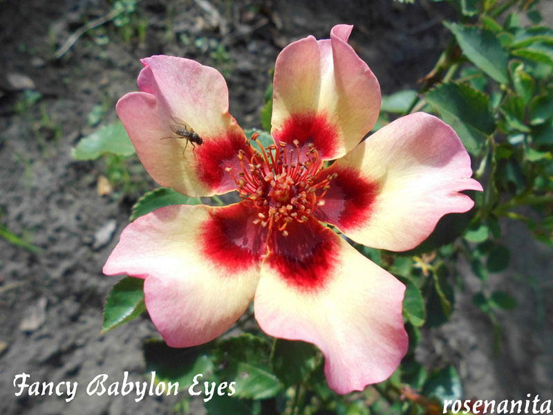 'Fancy Babylon Eyes ®' rose photo