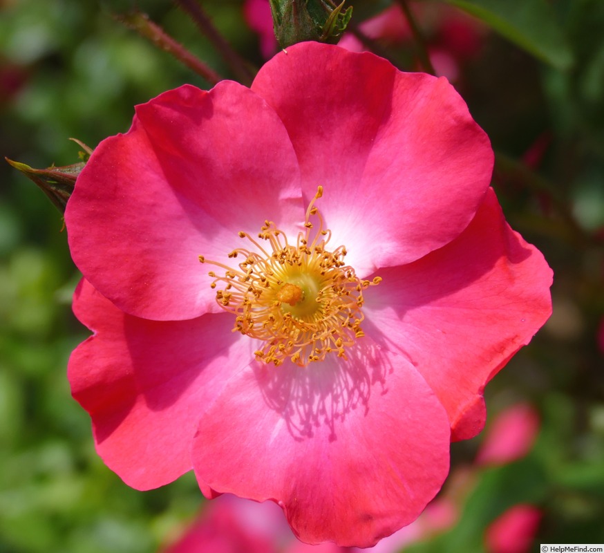 'Chuckles (floribunda, Shepherd 1956)' rose photo