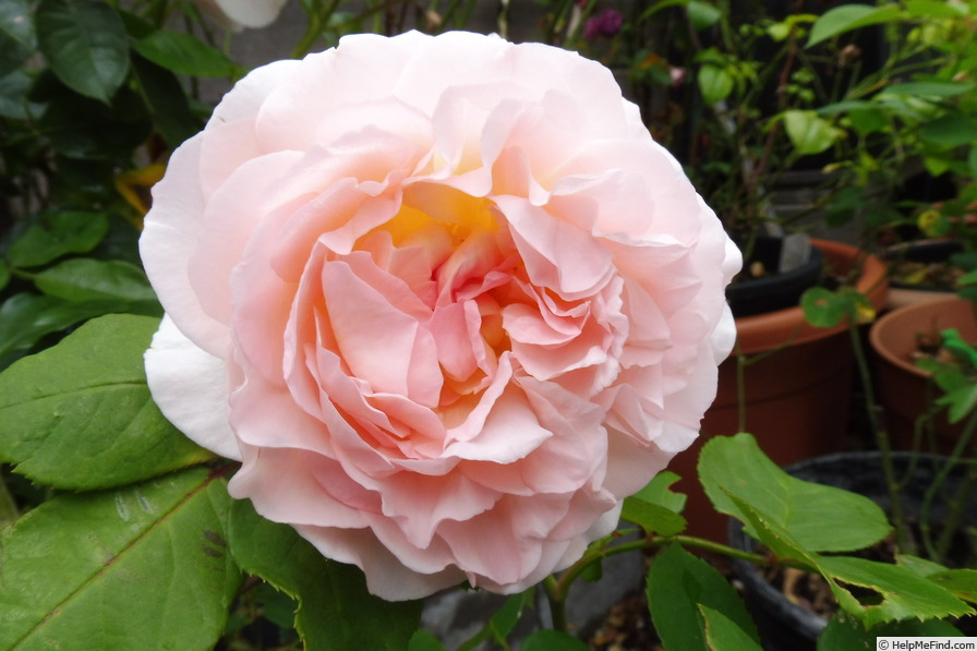 'Märchenzauber ®' rose photo