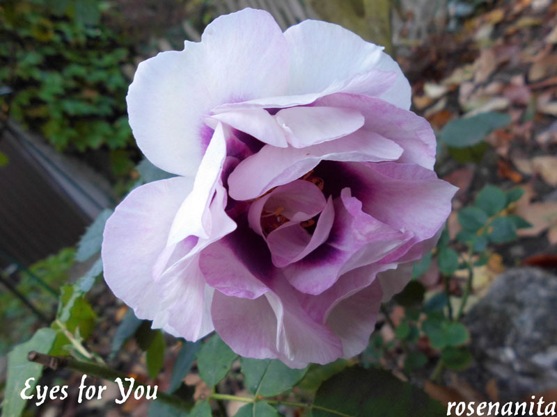 'Eyes for You ®' rose, click to enlarge 'Eyes for You ®' rose photo