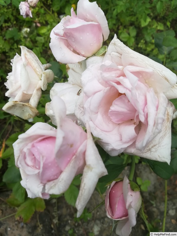 'La Tosca (hybrid tea, Schwartz, 1900)' rose photo