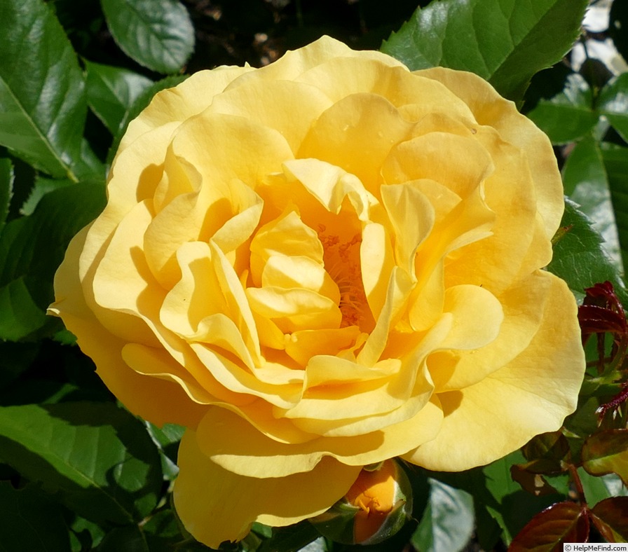 'Julia Child ™ (Floribunda, Carruth 2004)' rose photo