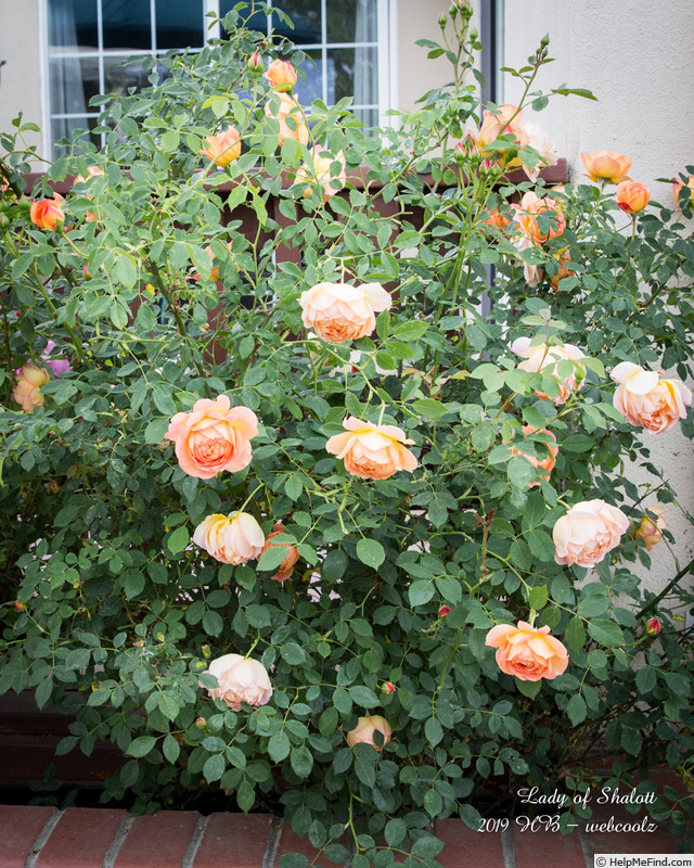 'Lady of Shalott ®' rose photo