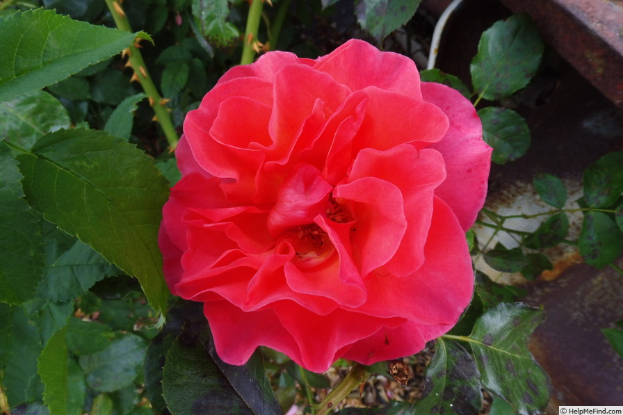 'Rainy Day ®' rose photo
