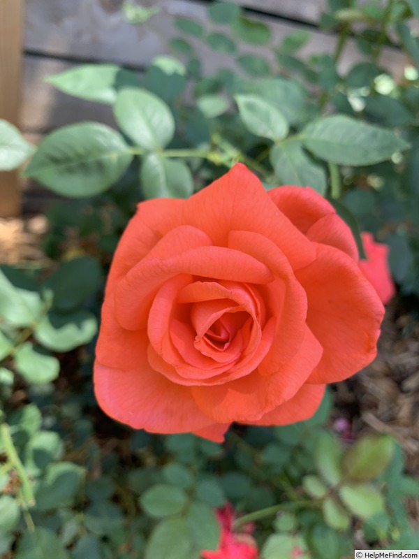 'Hotel Hershey' rose photo