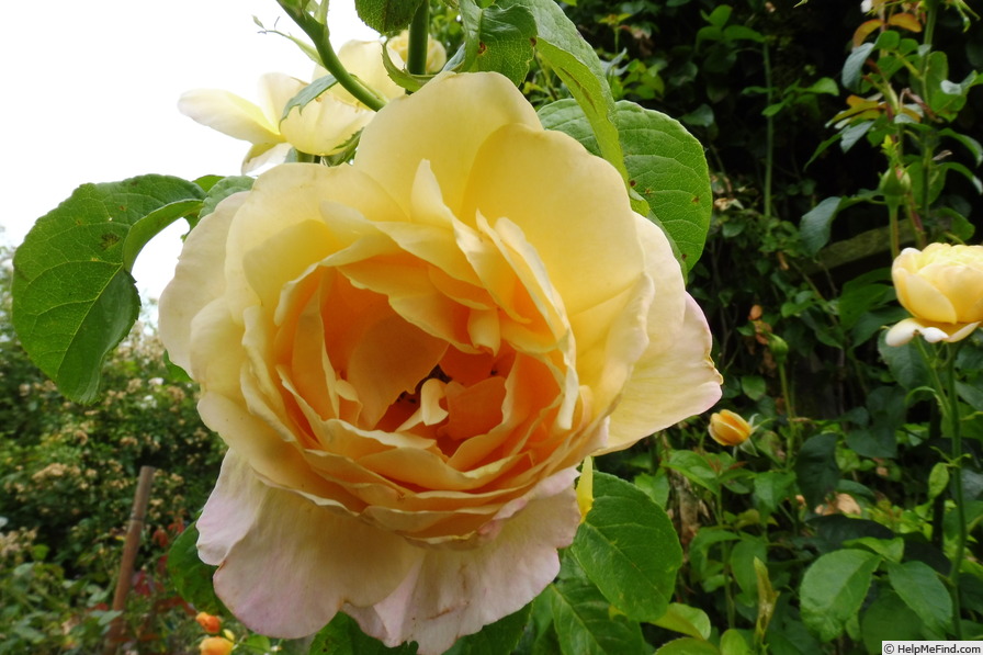 'Soleil Vertical' rose photo