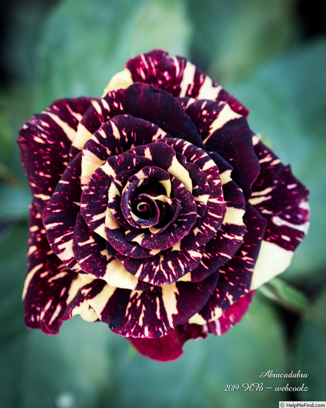 'Abracadabra (floribunda, Kordes, 2001)' rose, click to enlarge 'Abracadabra (floribunda, Kordes, 2001)' rose photo