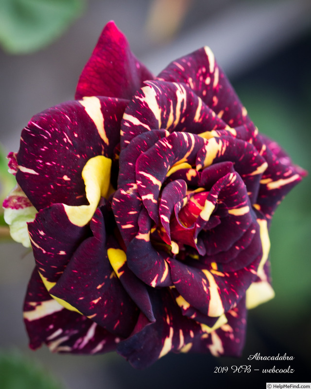 'Abracadabra (floribunda, Kordes, 2001)' rose, click to enlarge 'Abracadabra (floribunda, Kordes, 2001)' rose photo