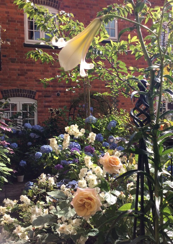 'Hamanasu's garden'  photo