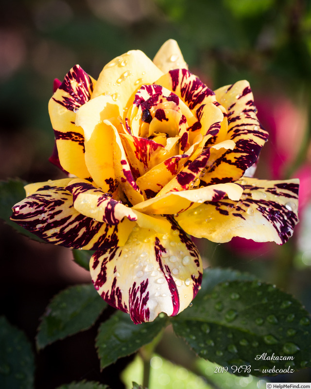 'Alakazam' rose photo
