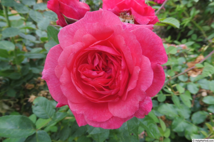 'Zaide ® (shrub, Kordes, 1994)' rose photo