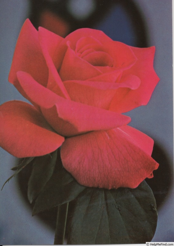 'Hélène Feraud' rose photo