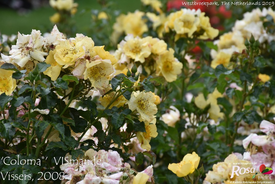 'Coloma®' rose photo