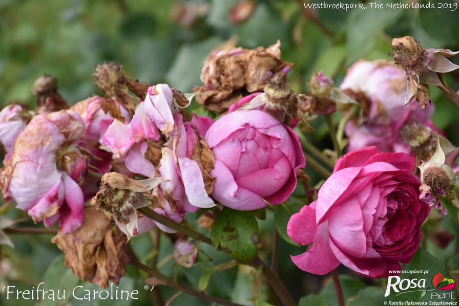'Freifrau Caroline ®' rose photo