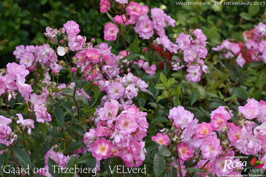 'Gaard um Titzebierg ®' rose photo