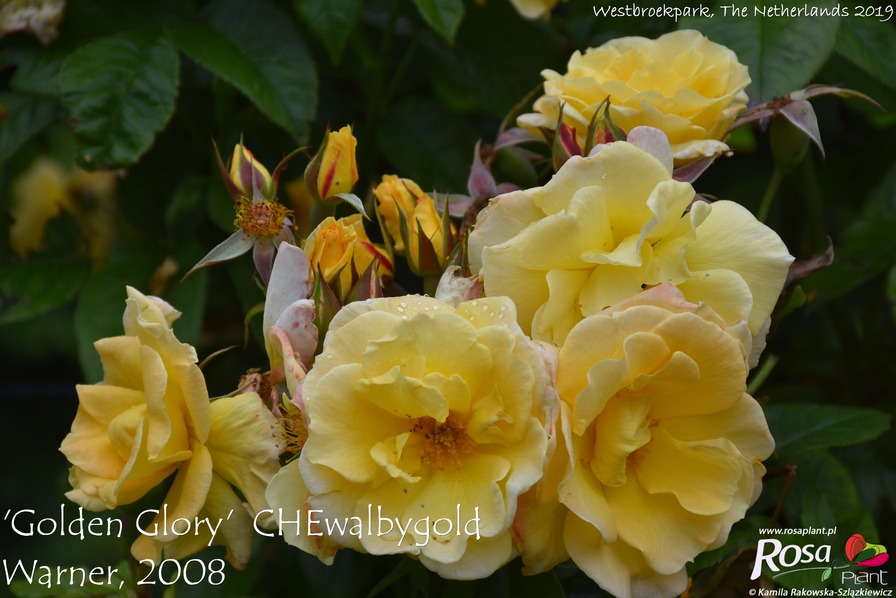 'Golden Glory (climber, Warner, 2008)' rose photo