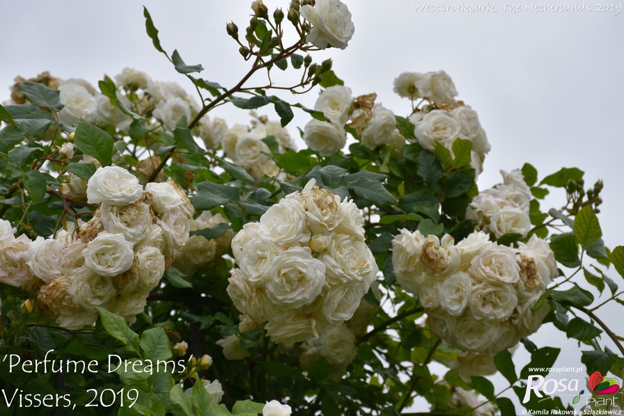 'Perfume Dreams ®' rose photo