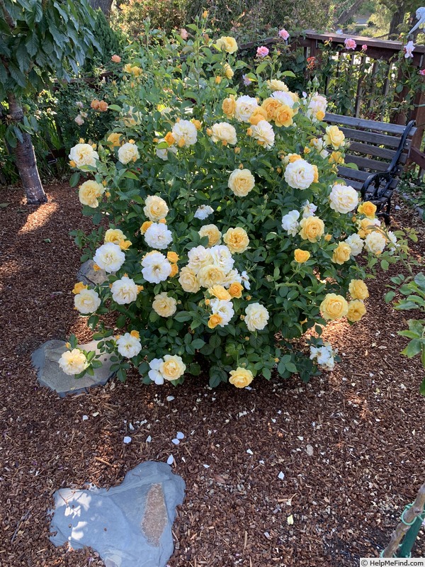 'Julia Child ™ (Floribunda, Carruth, 2004)' rose photo