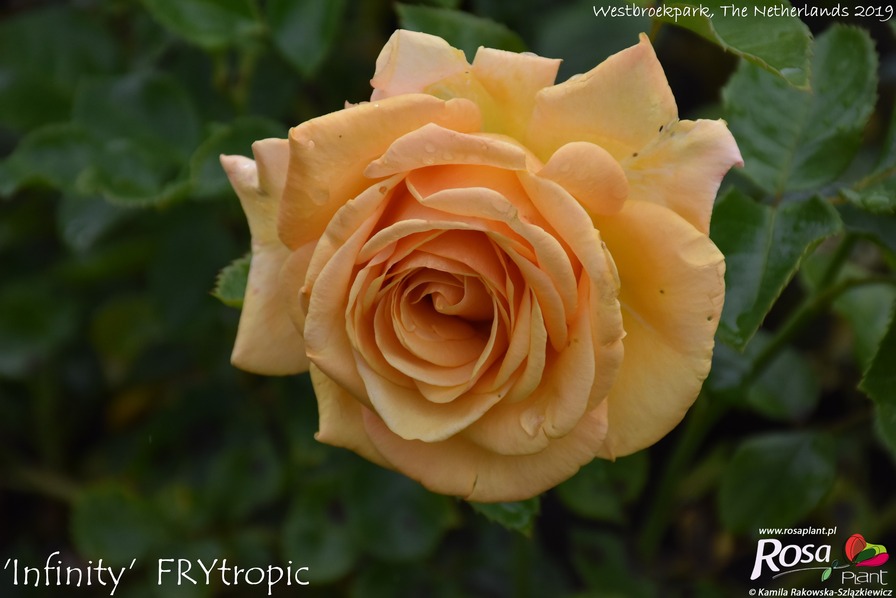 'Infinity (hybrid tea, Fryer 2012)' rose photo