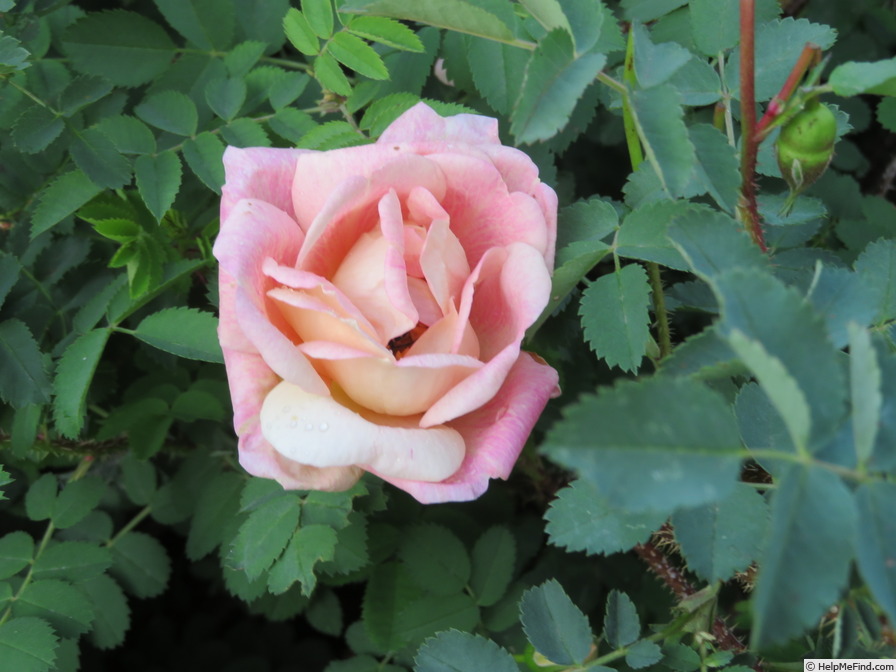 'Coutts #2' rose photo